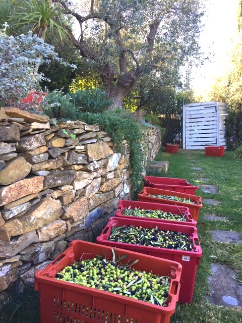 Extravergine di Oliva Taggiasca DOP - 2