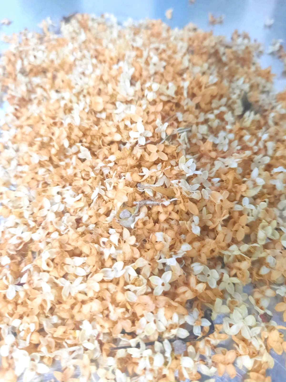 Bloom - Birra Blanche - 3