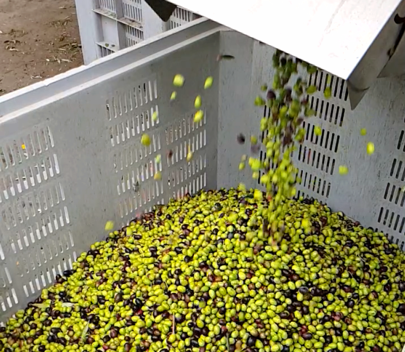 Extravergine di Oliva Taggiasca DOP - 3